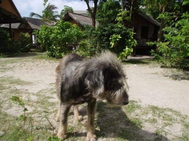 Phangan Island 帕岸岛 外观 照片